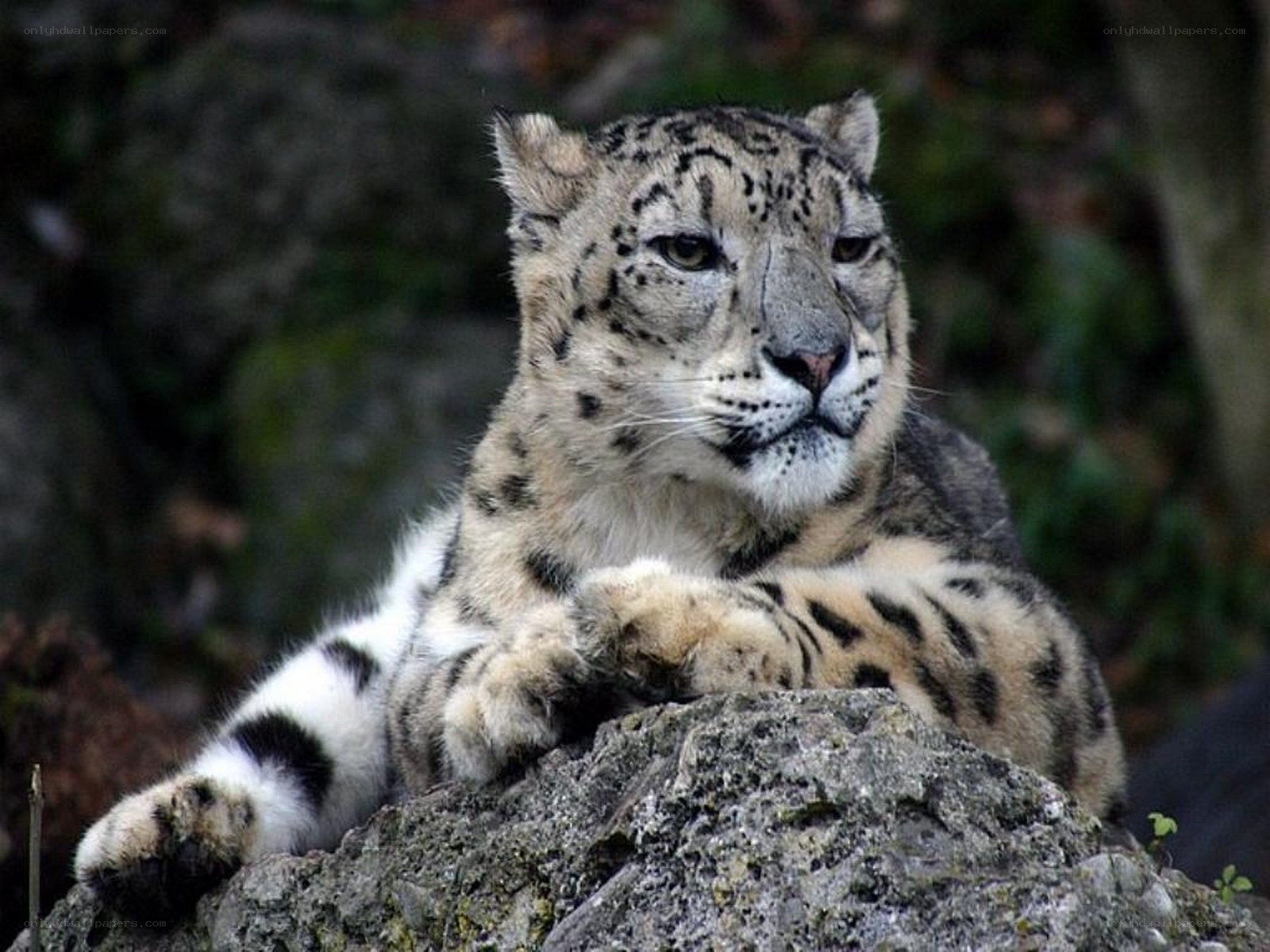 Snow leopard resting on a rock