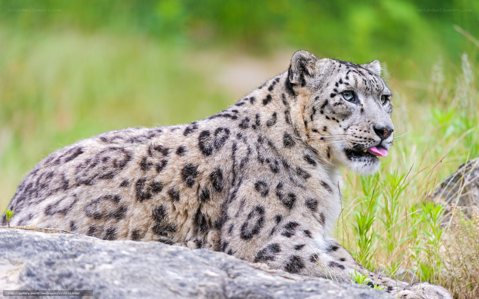 Snow leopard resting on a rock