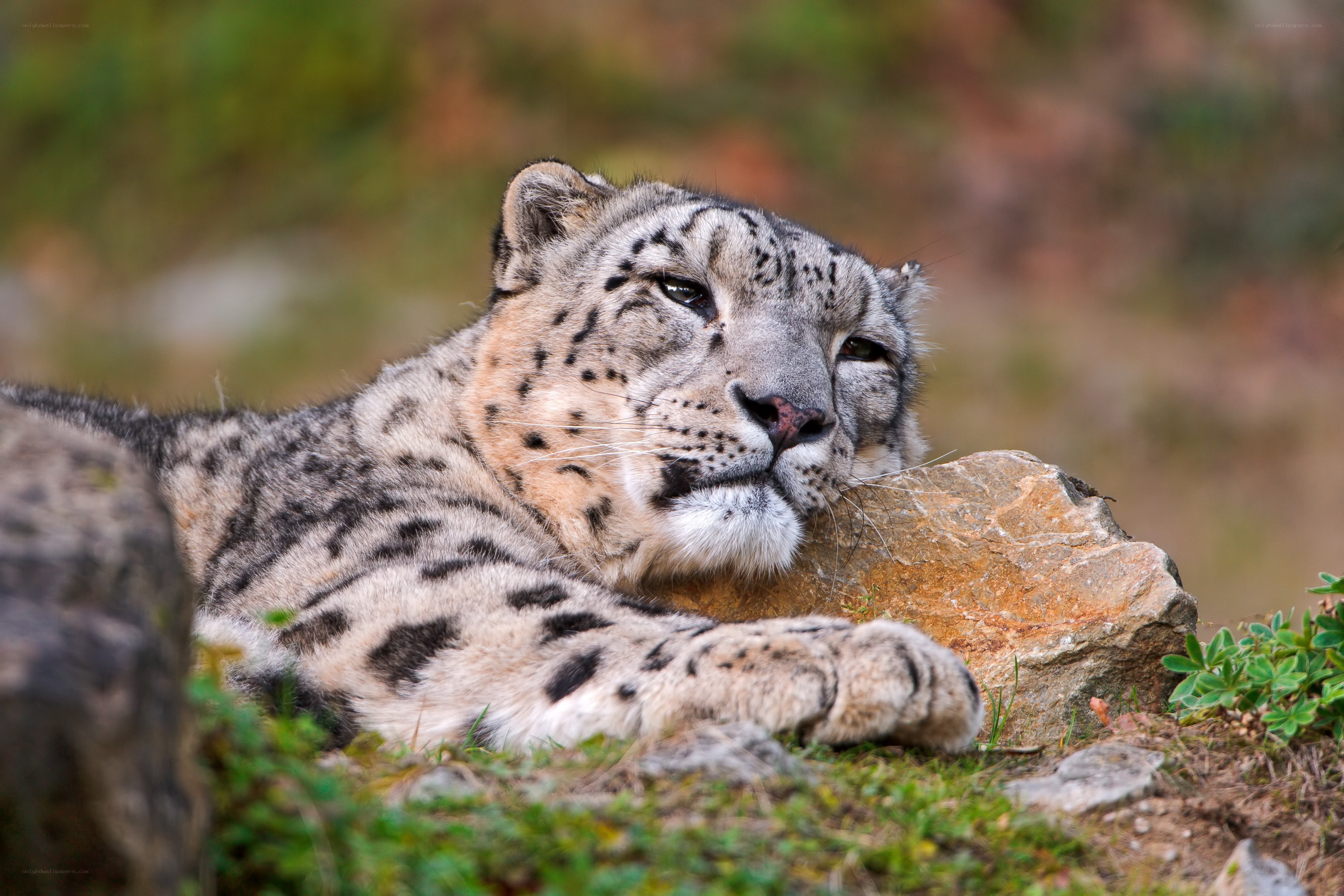 Snow leopard resting on a rock