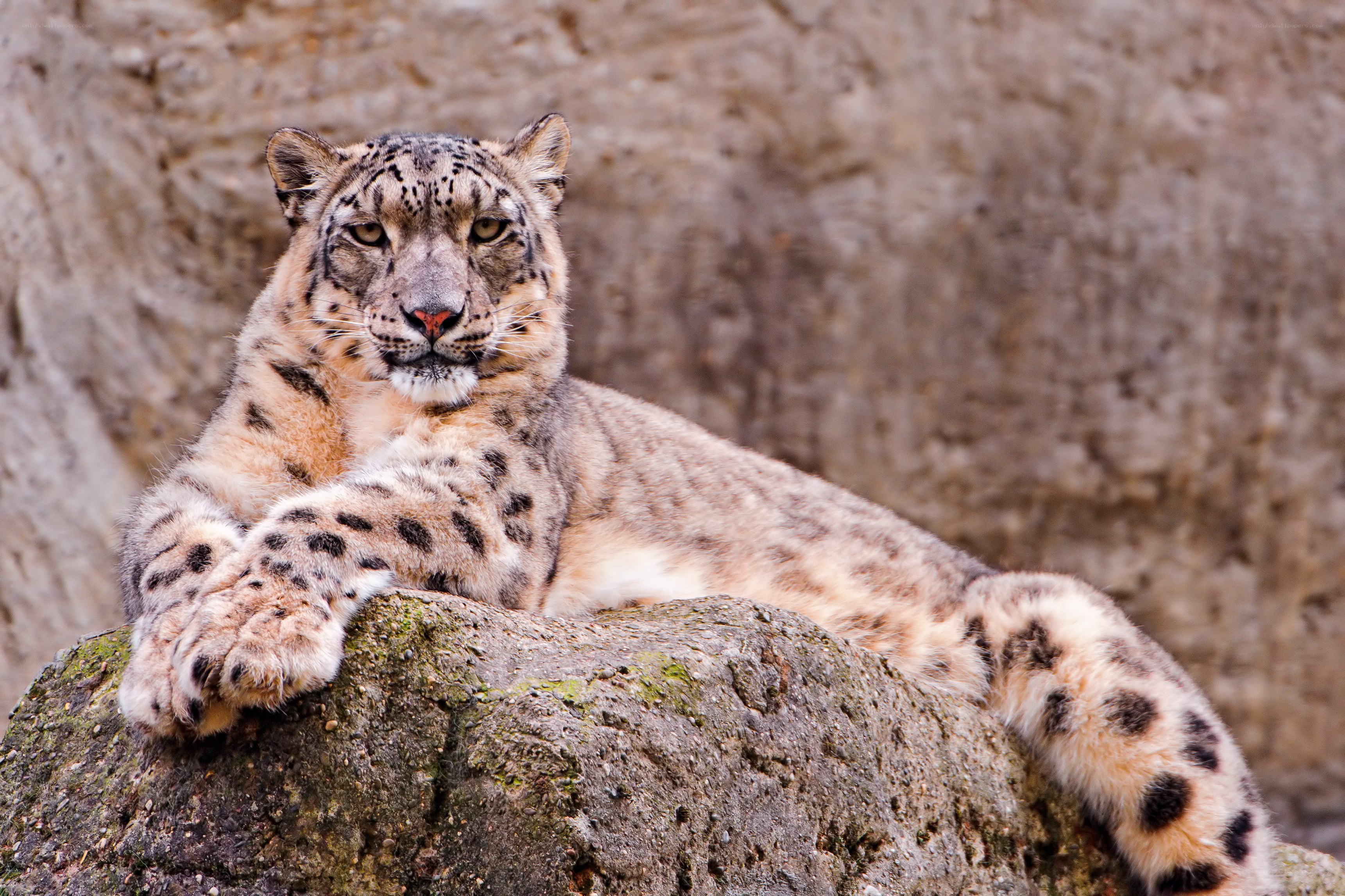 Snow leopard resting on a rock