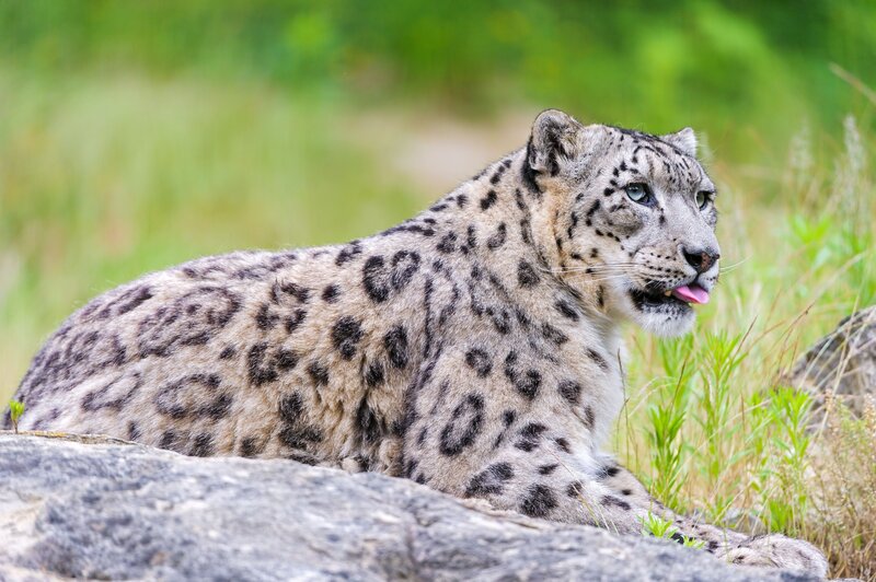 Snow leopard resting on a rock