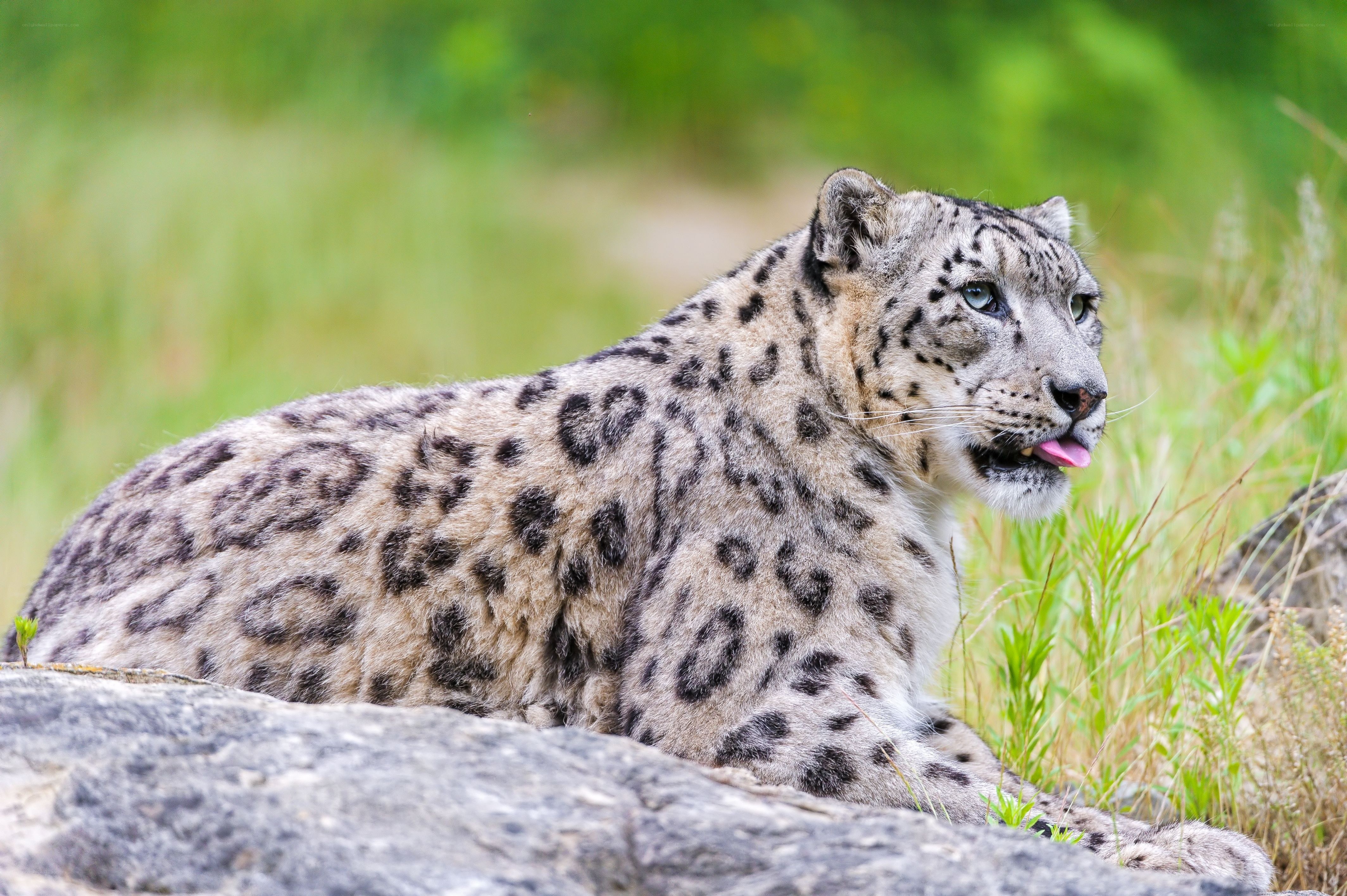 Snow leopard resting on a rock