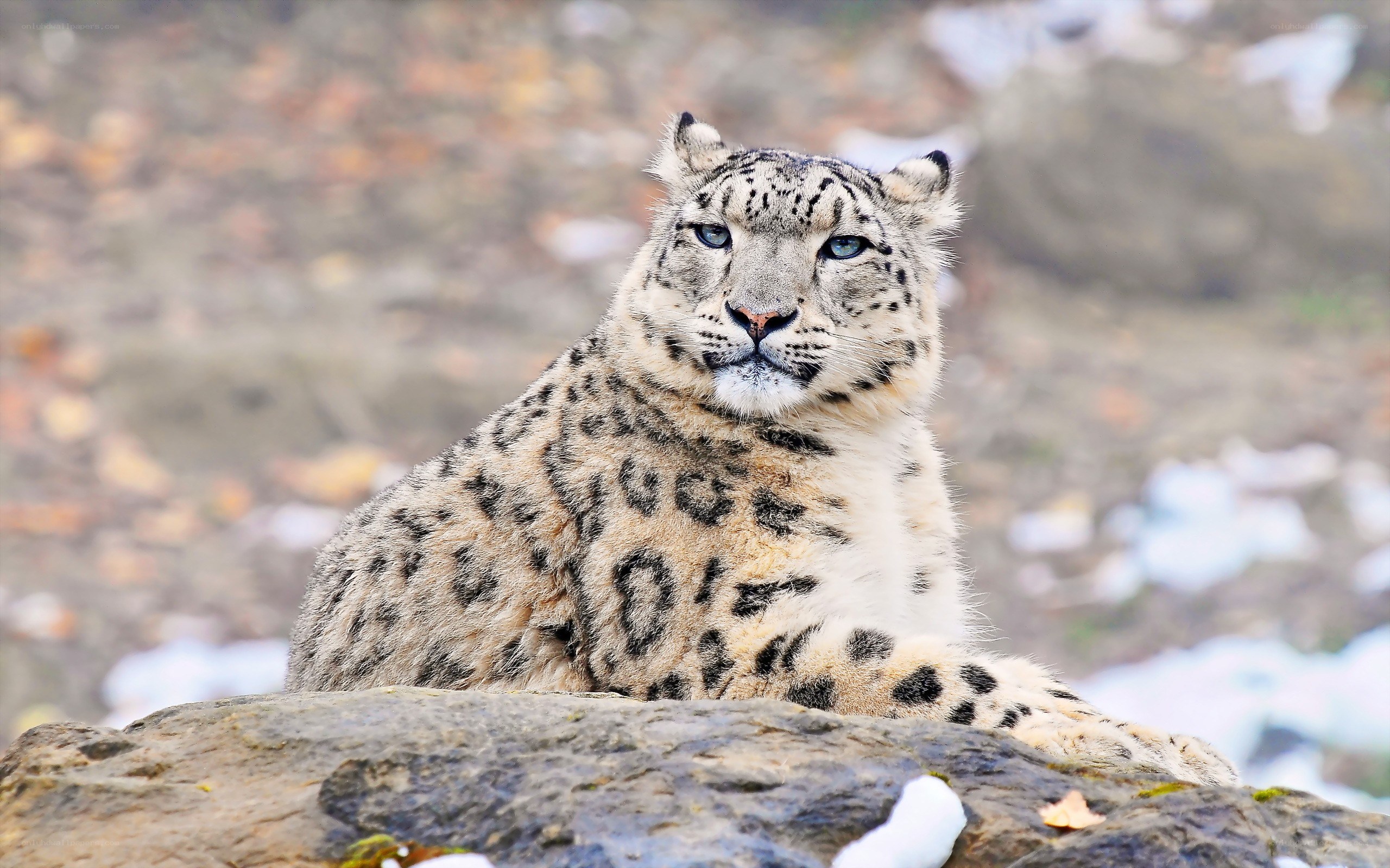 Snow leopard resting on a rock
