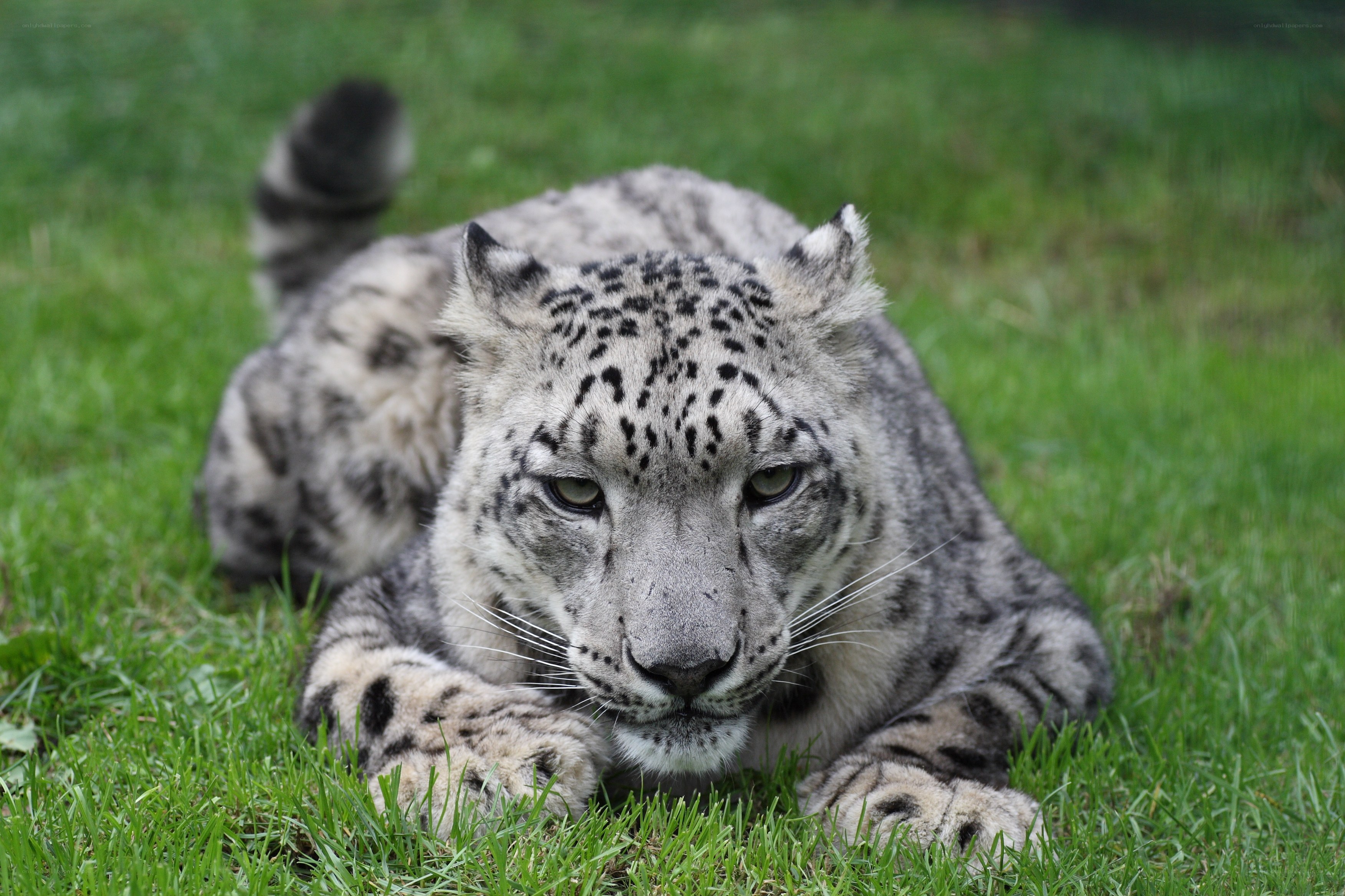 snow leopard resting on grass