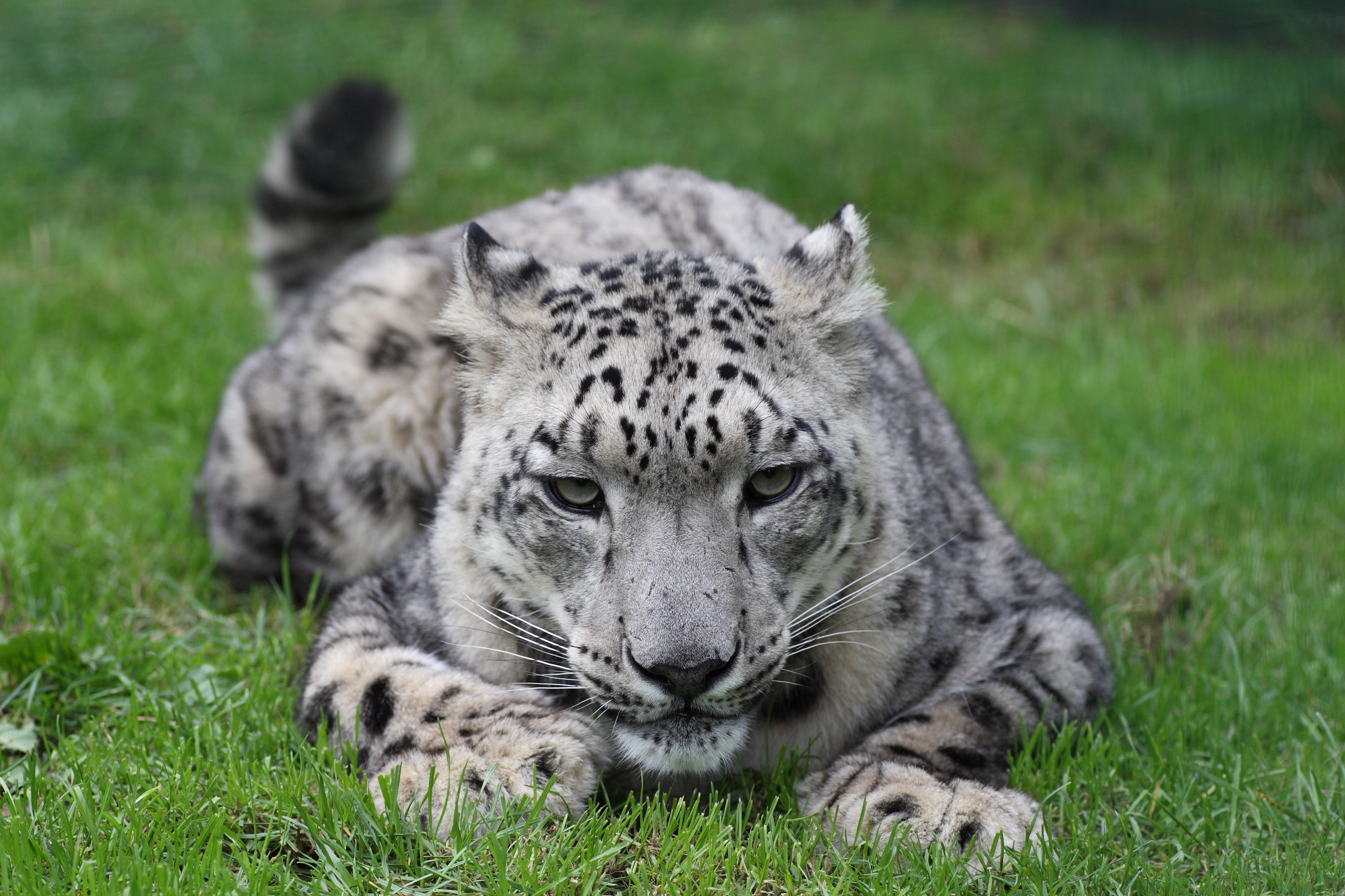 snow leopard resting on grass