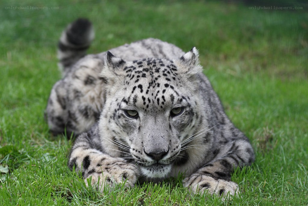 Snow leopard resting on grass
