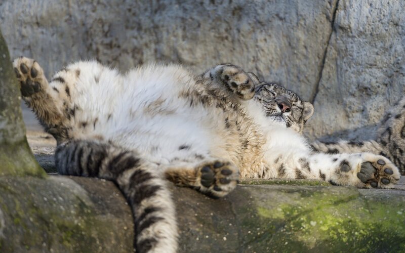Snow leopard resting on its back