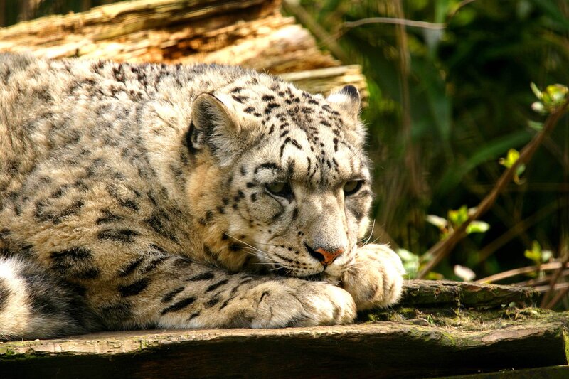 snow leopard resting on log