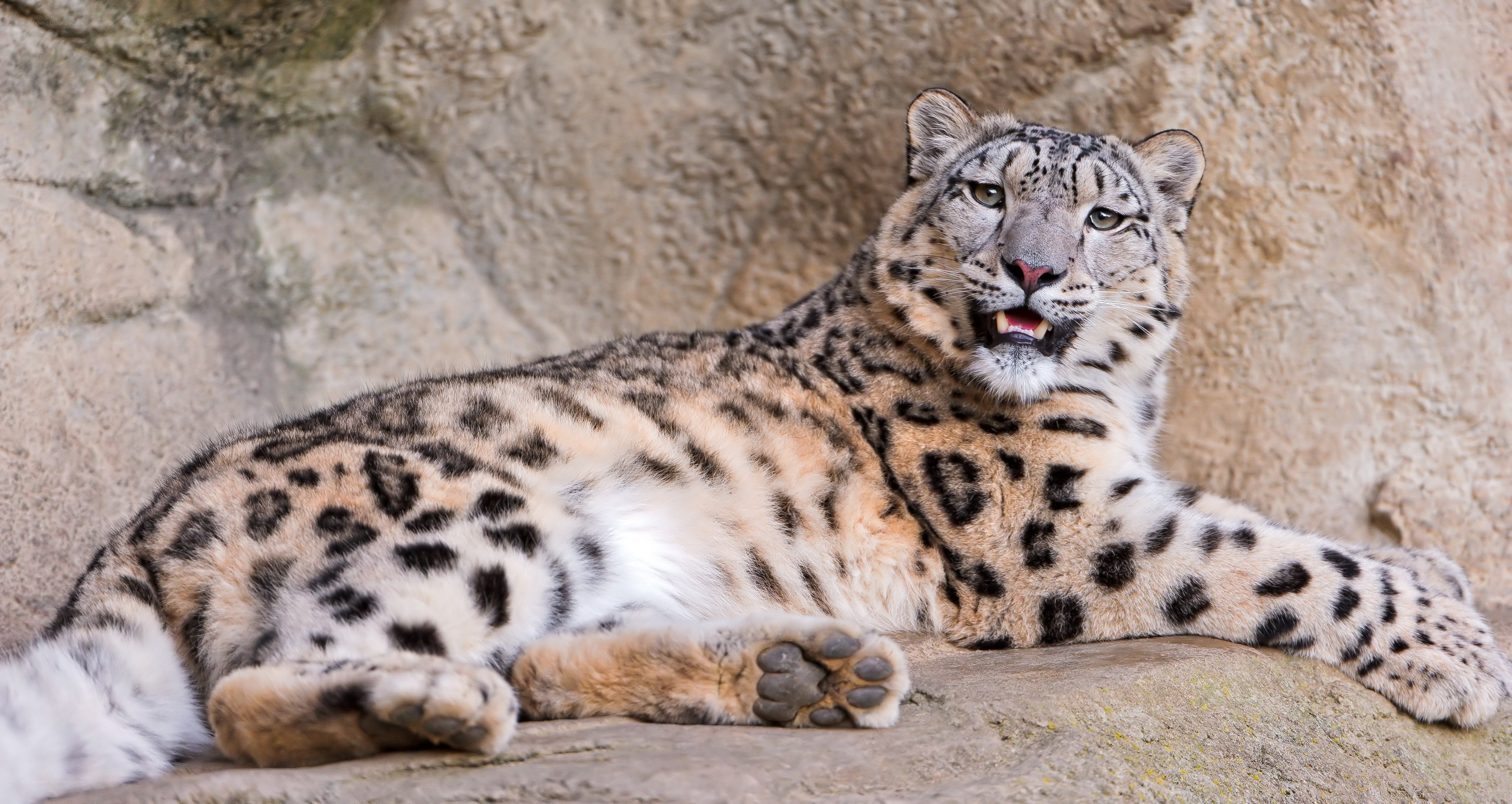 Snow leopard resting on rock