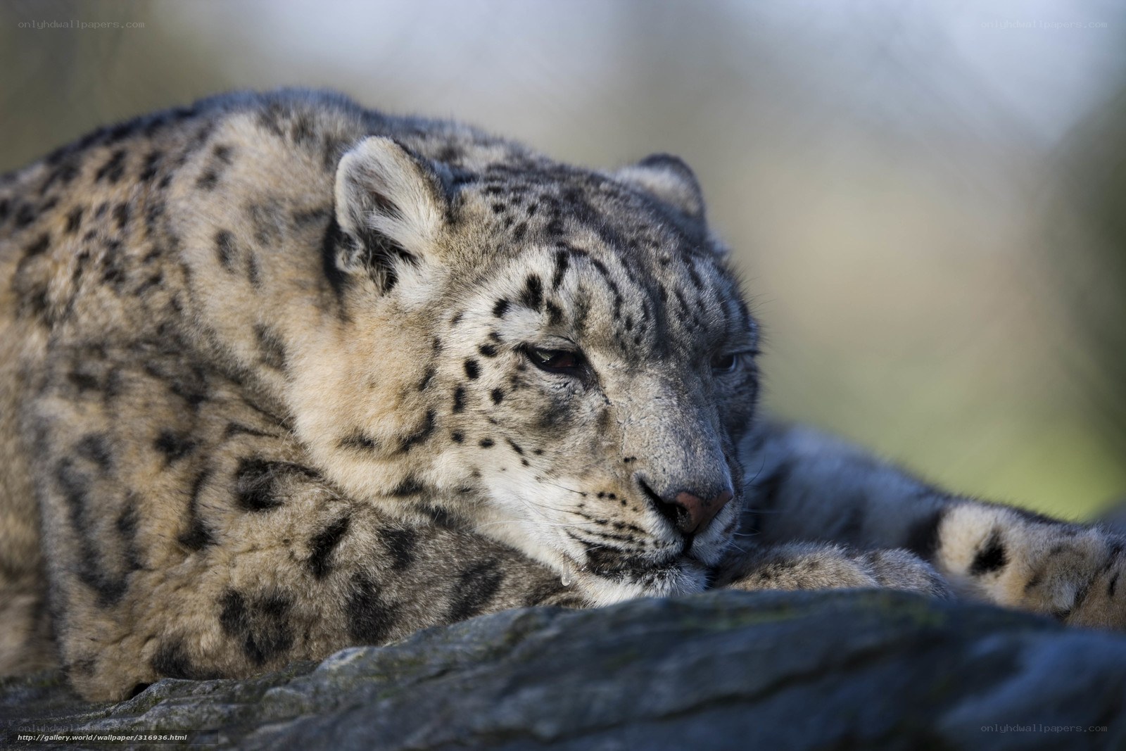 Snow leopard resting on rock