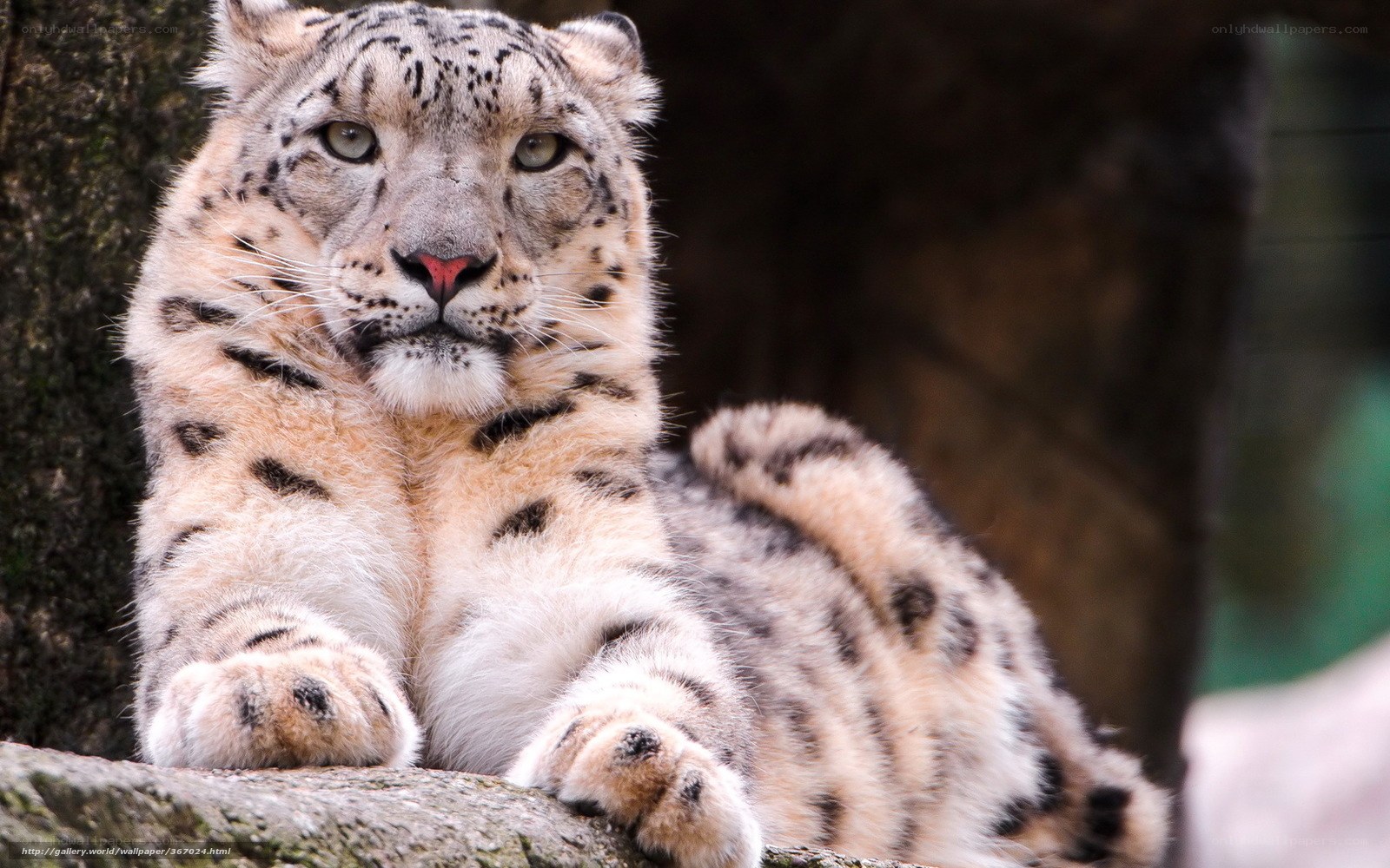 Snow leopard resting on rock