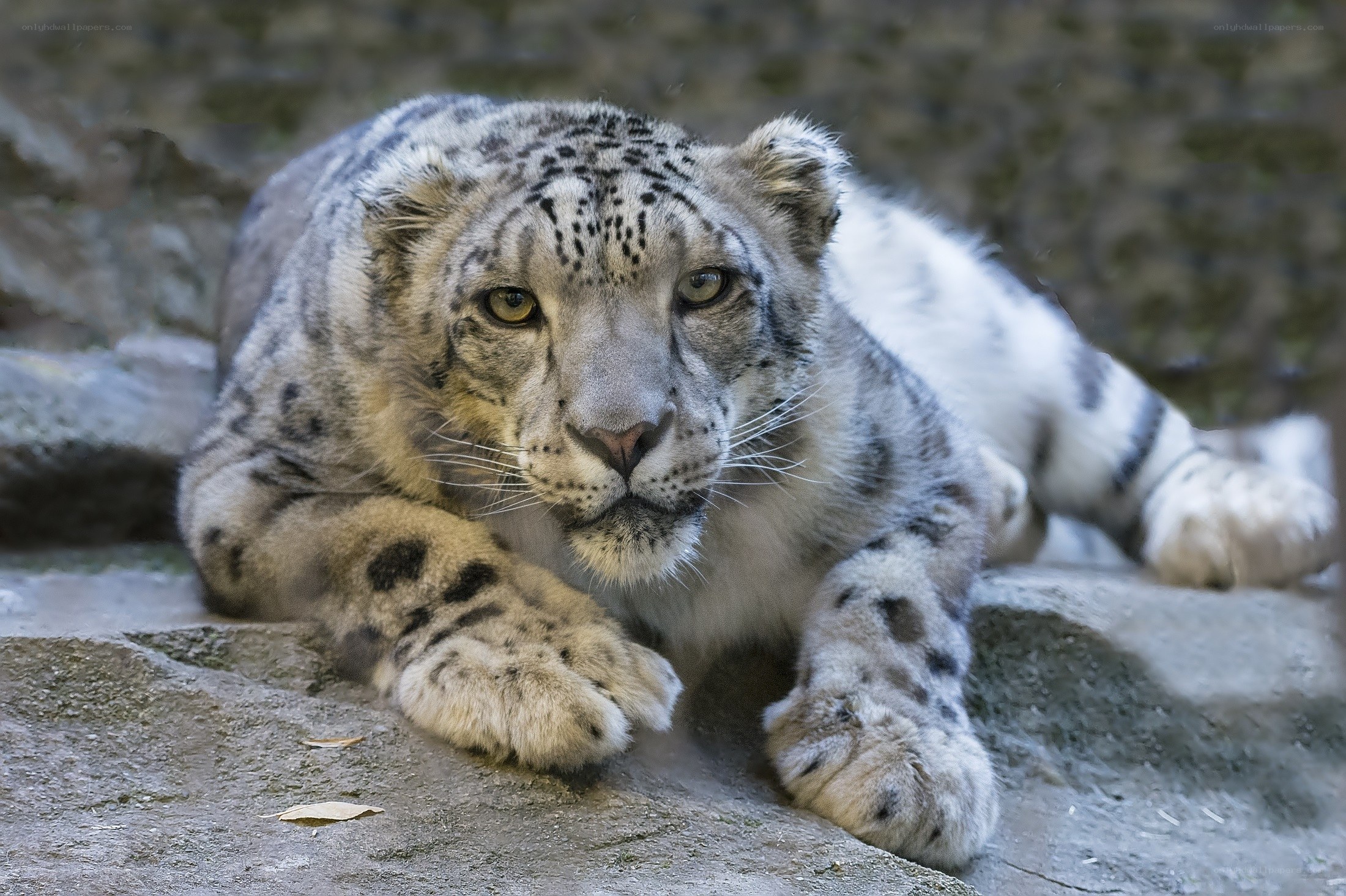 Snow leopard resting on rock