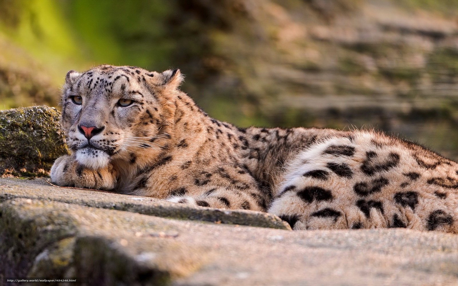 Snow leopard resting on rock