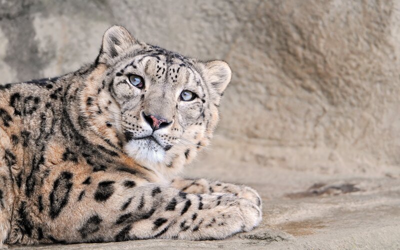 Snow leopard resting on rock