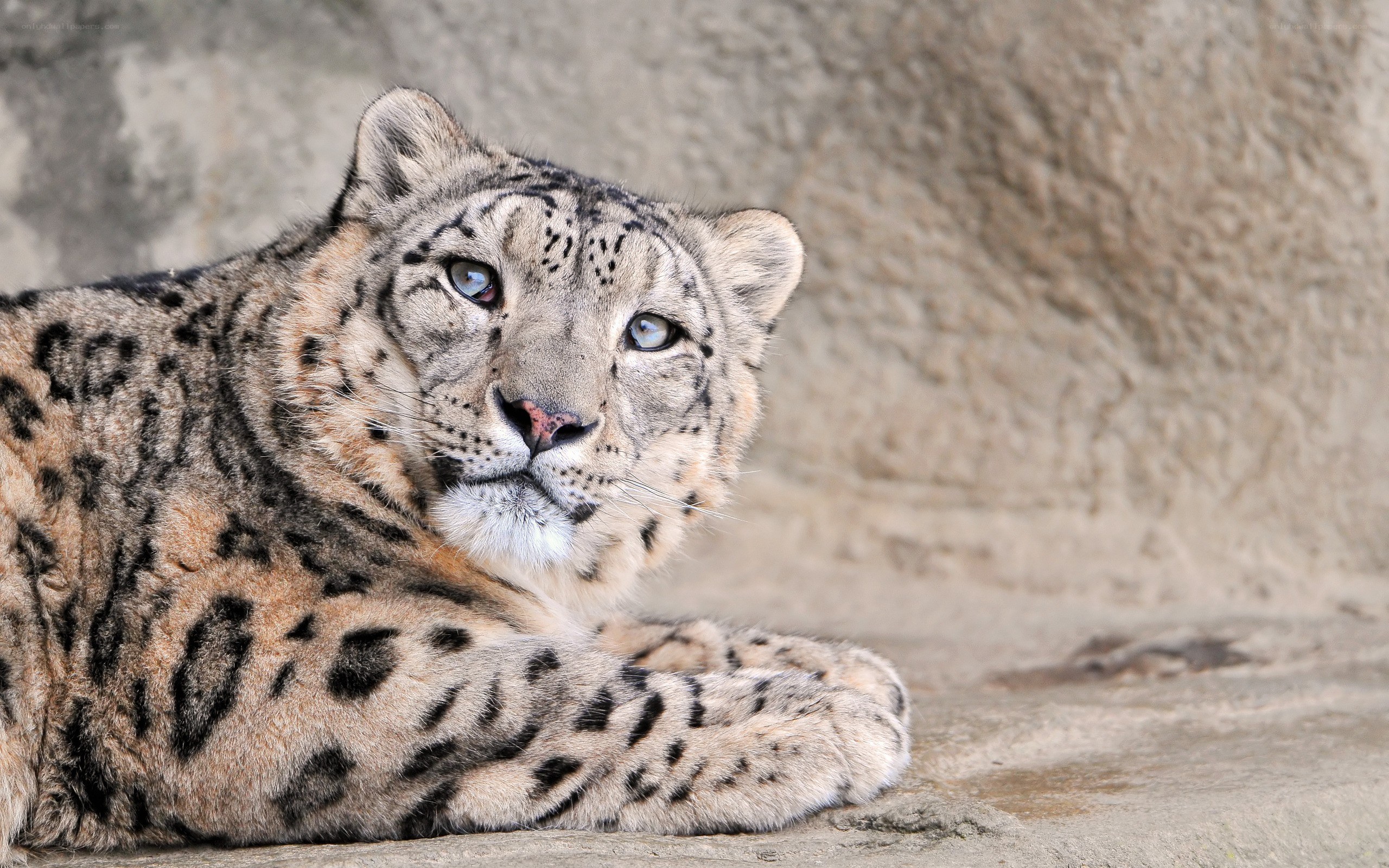 Snow leopard resting on rock