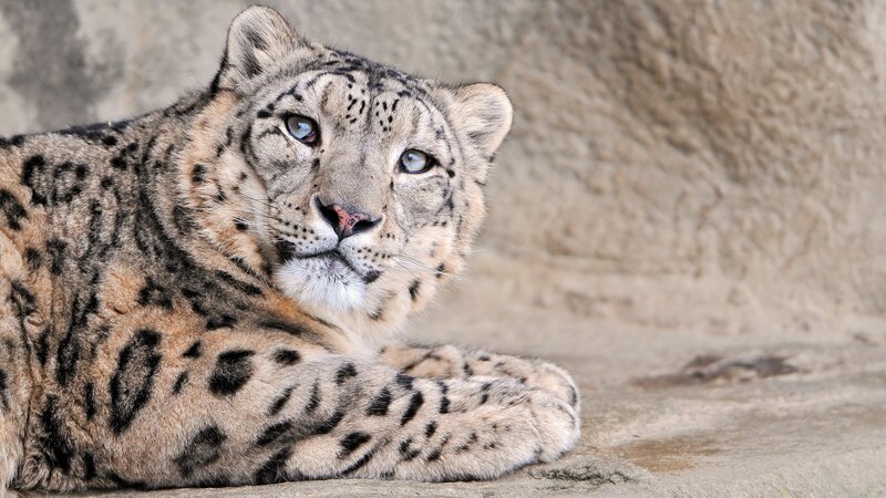 Snow leopard resting on rock