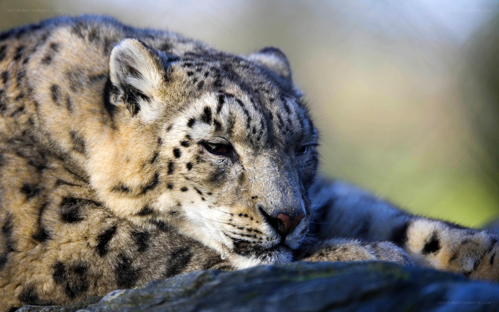 Snow leopard resting on rock