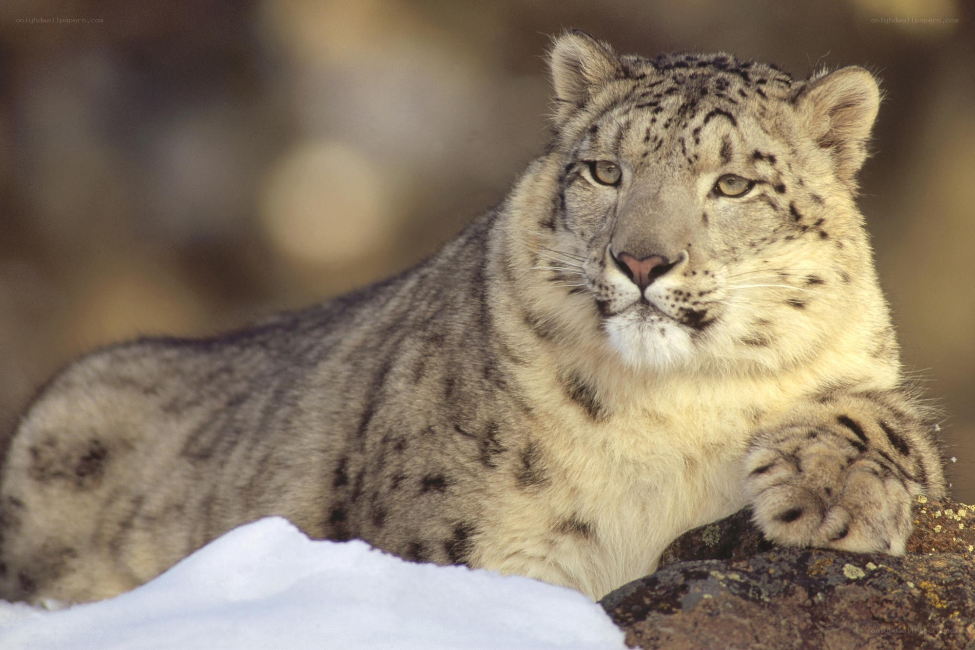 Snow leopard resting on rock