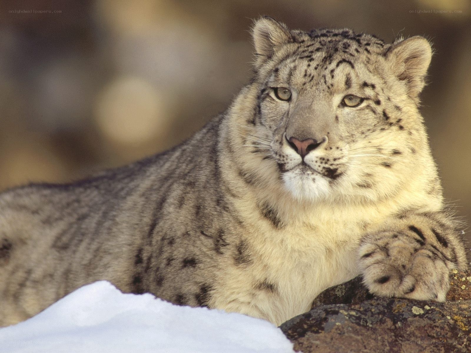 Snow leopard resting on rock
