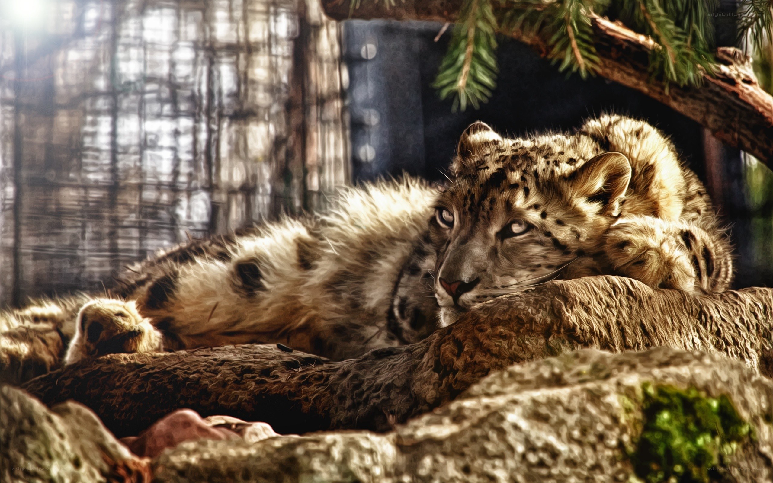 Snow leopard resting on rock