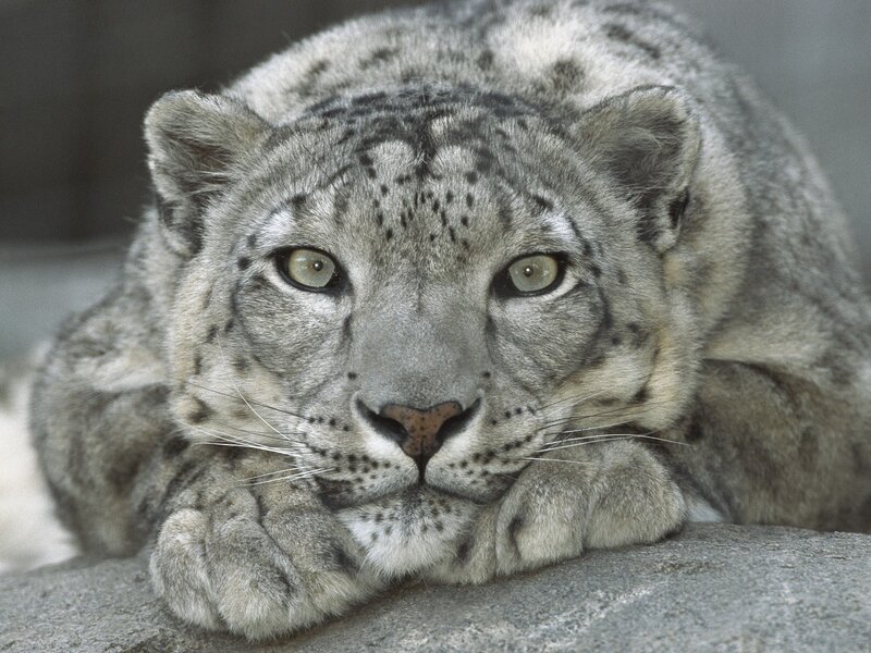 Snow leopard resting on rock