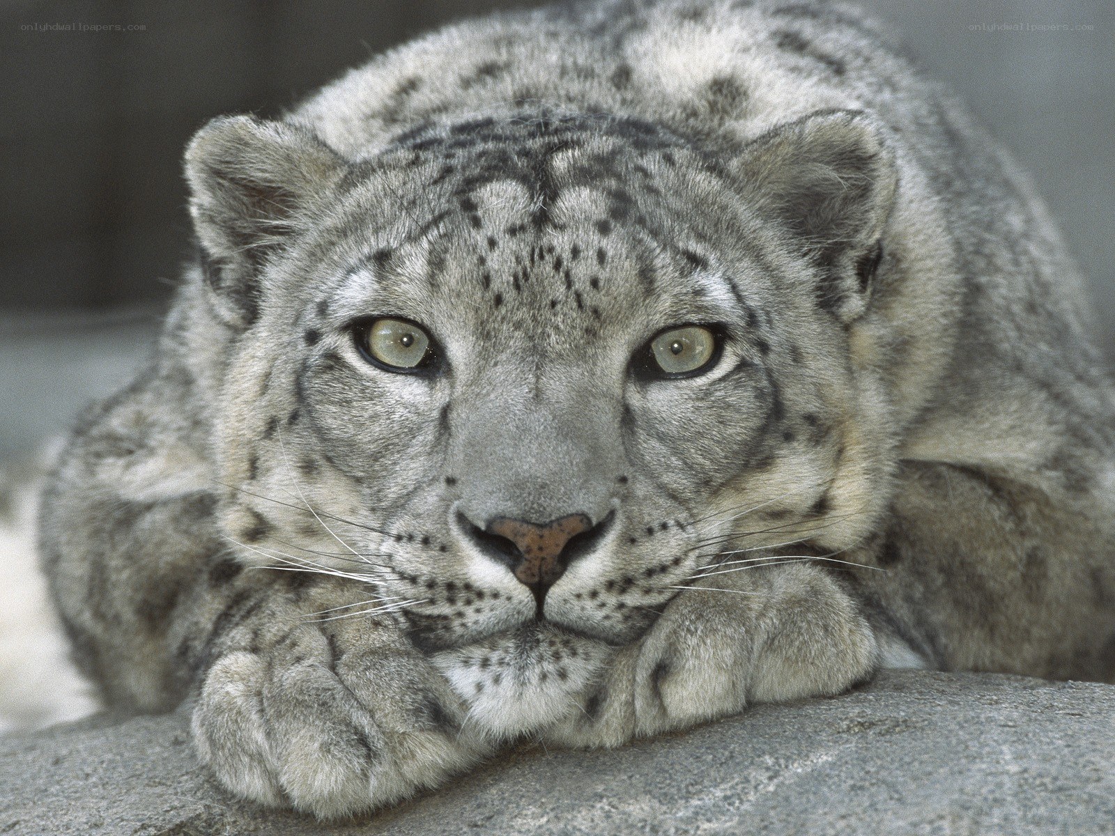 Snow leopard resting on rock