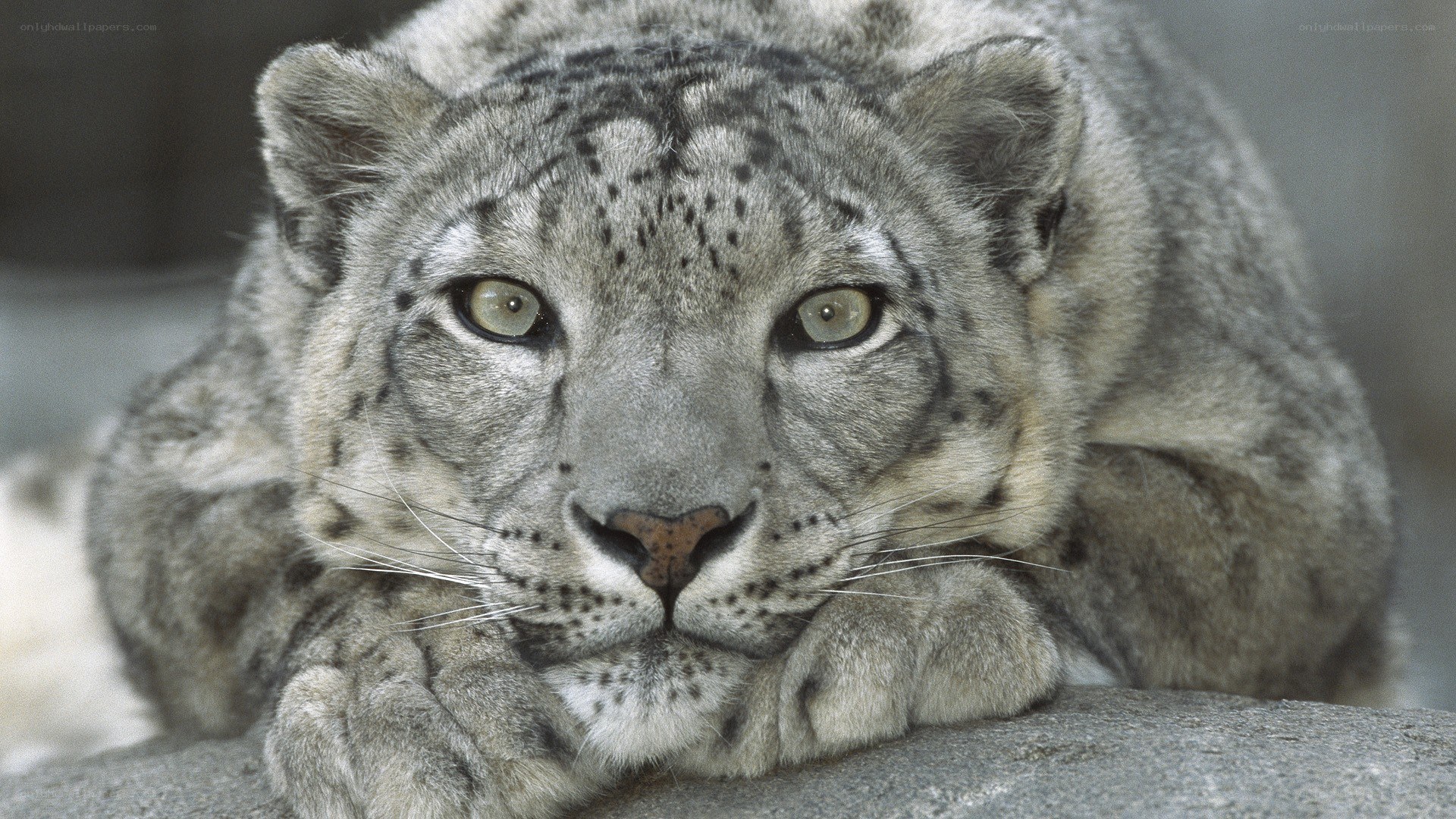 snow leopard resting on rock