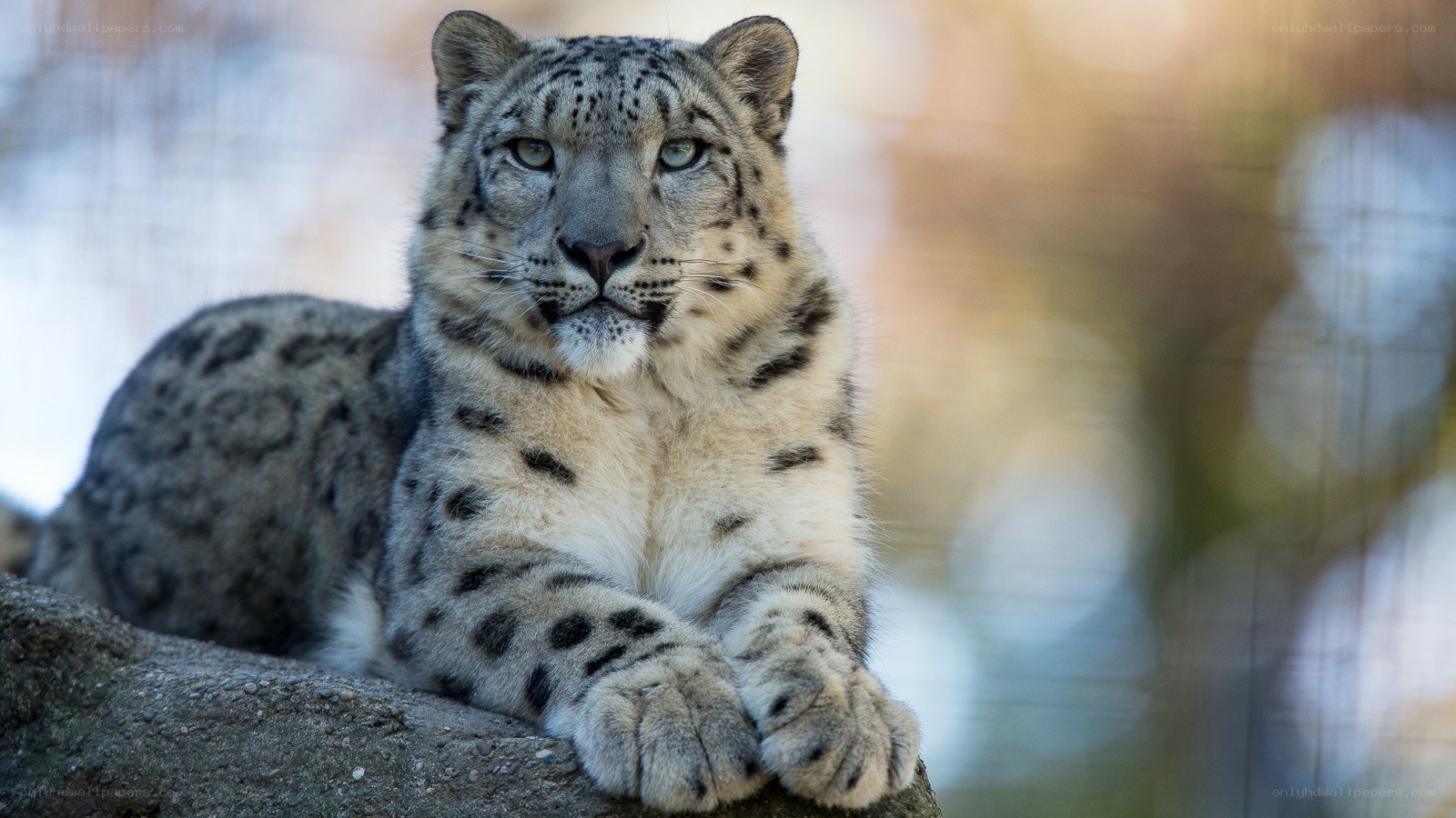 Snow leopard resting on rock
