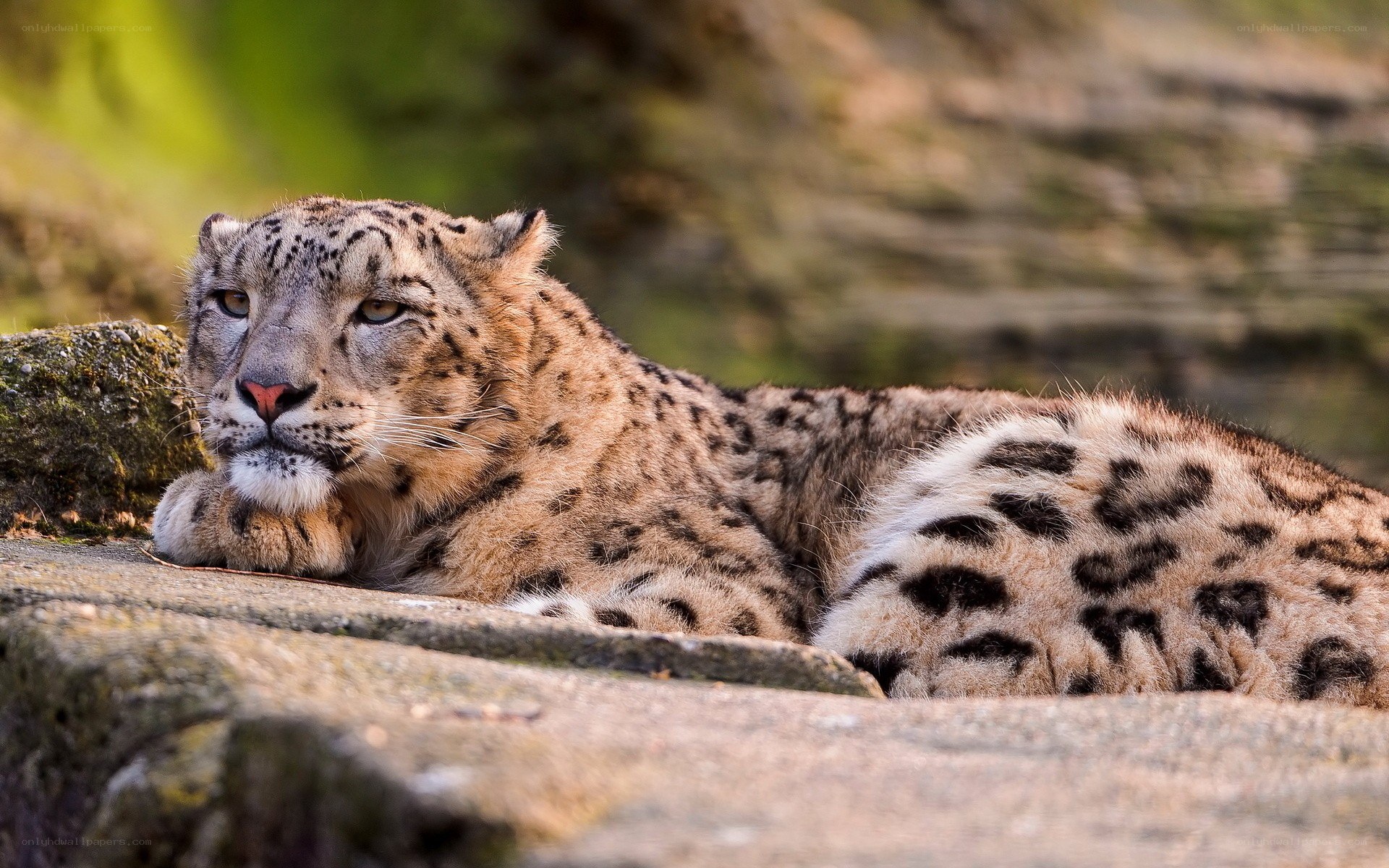 Snow leopard resting on rock