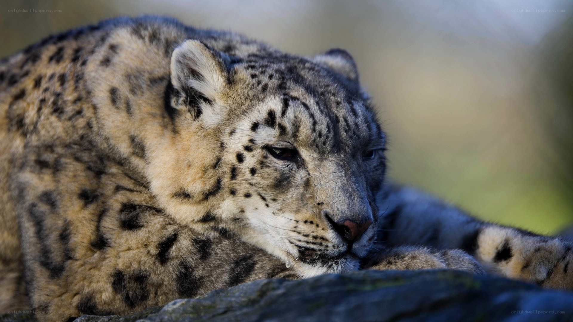 Snow leopard resting on rock