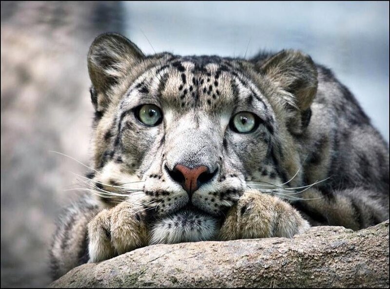 Snow leopard resting on rock