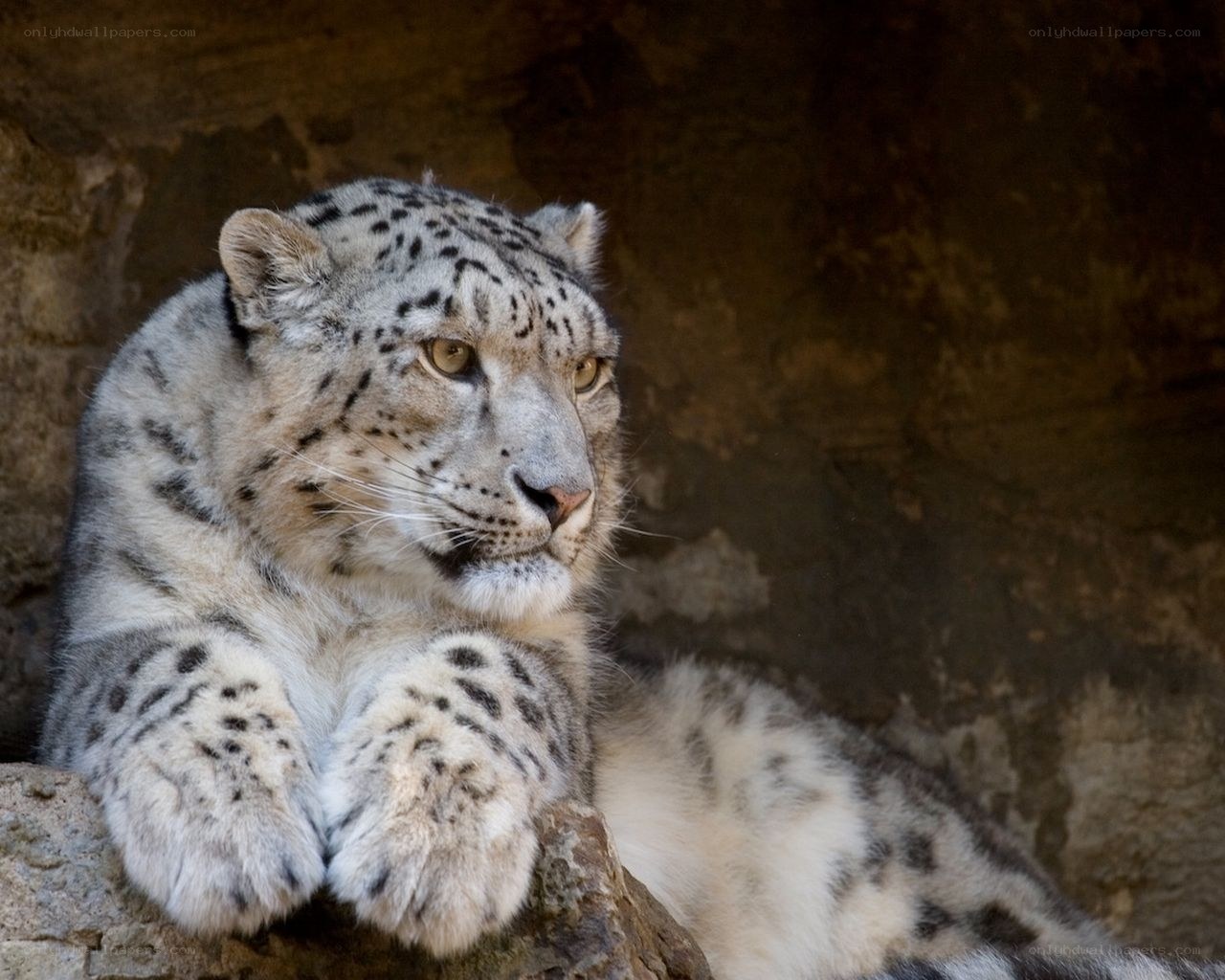 Snow leopard resting on rock