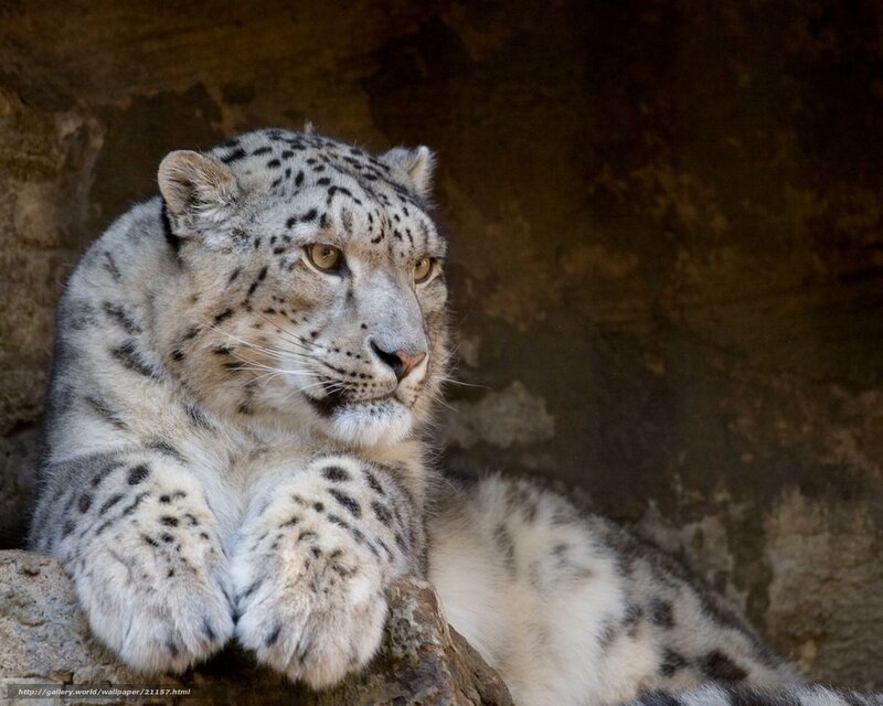 Snow leopard resting on rock