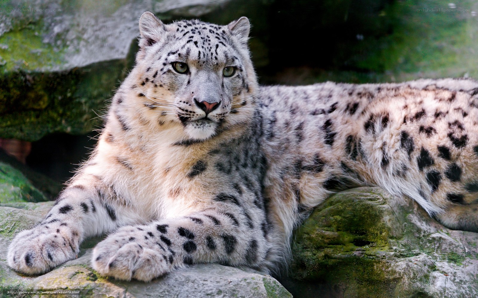 Snow leopard resting on rocks