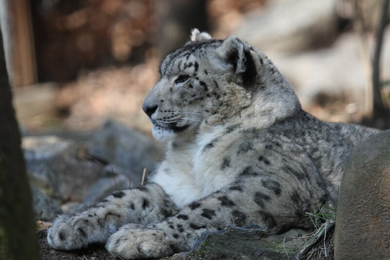 snow leopard resting on rocks