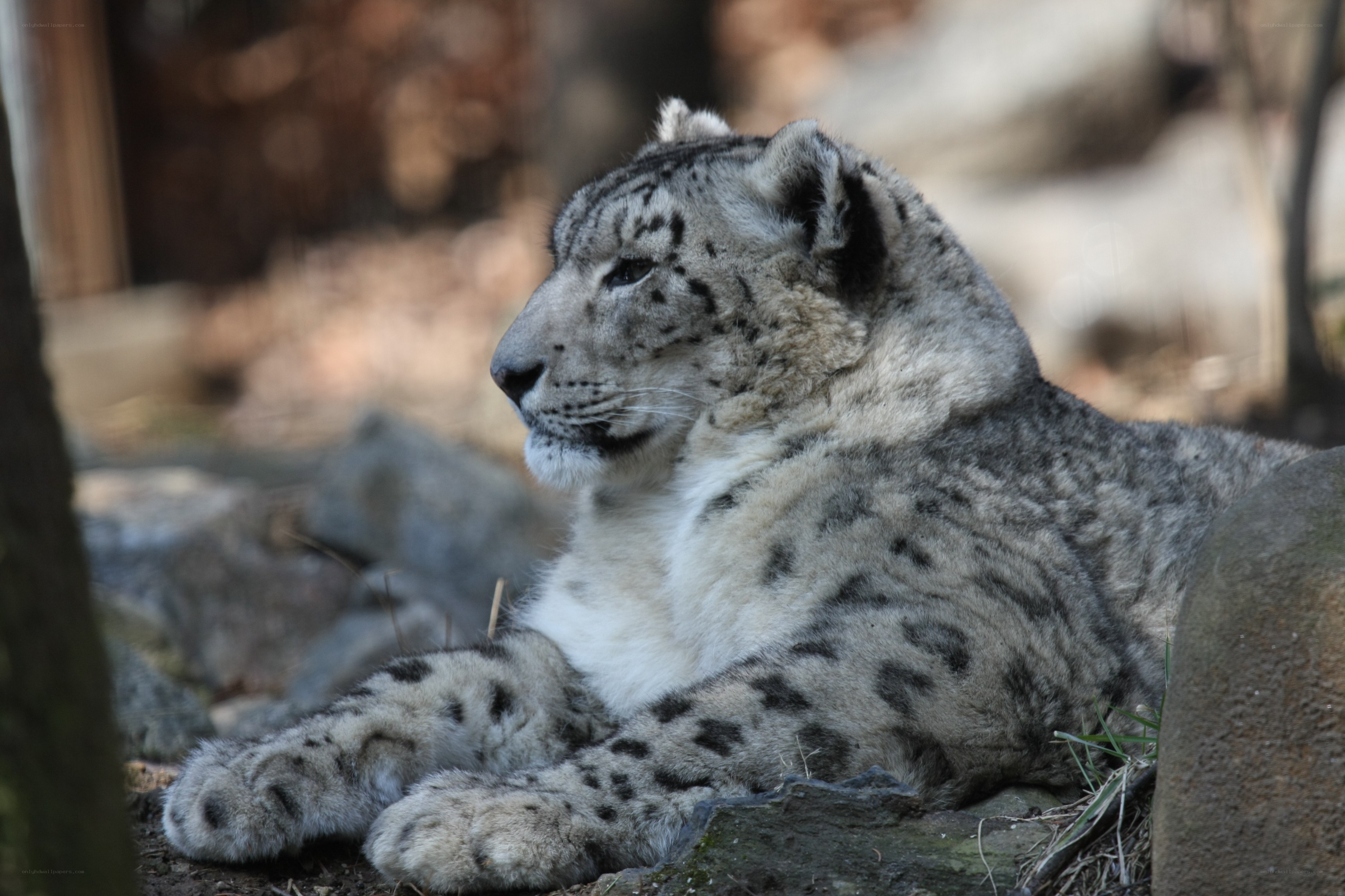 snow leopard resting on rocks