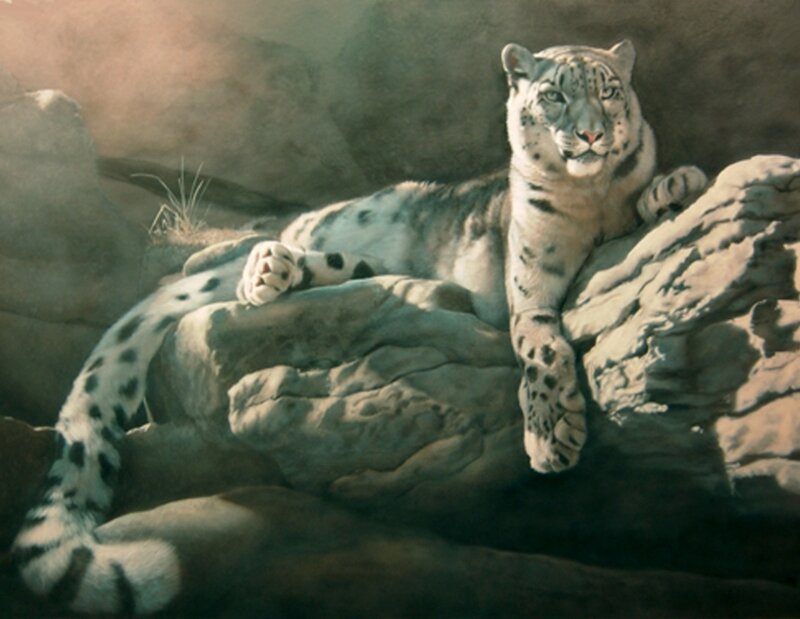 Snow leopard resting on rocks