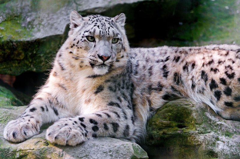 Snow leopard resting on rocks