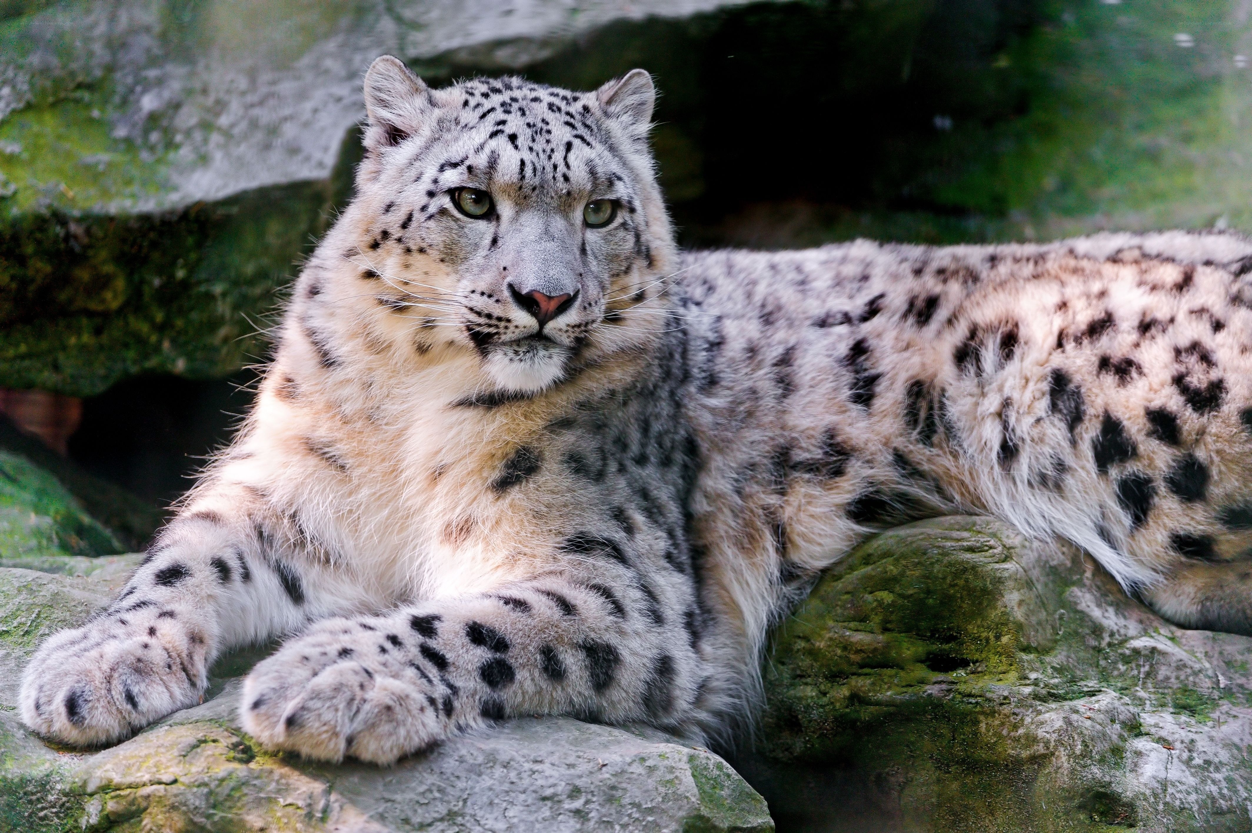Snow leopard resting on rocks