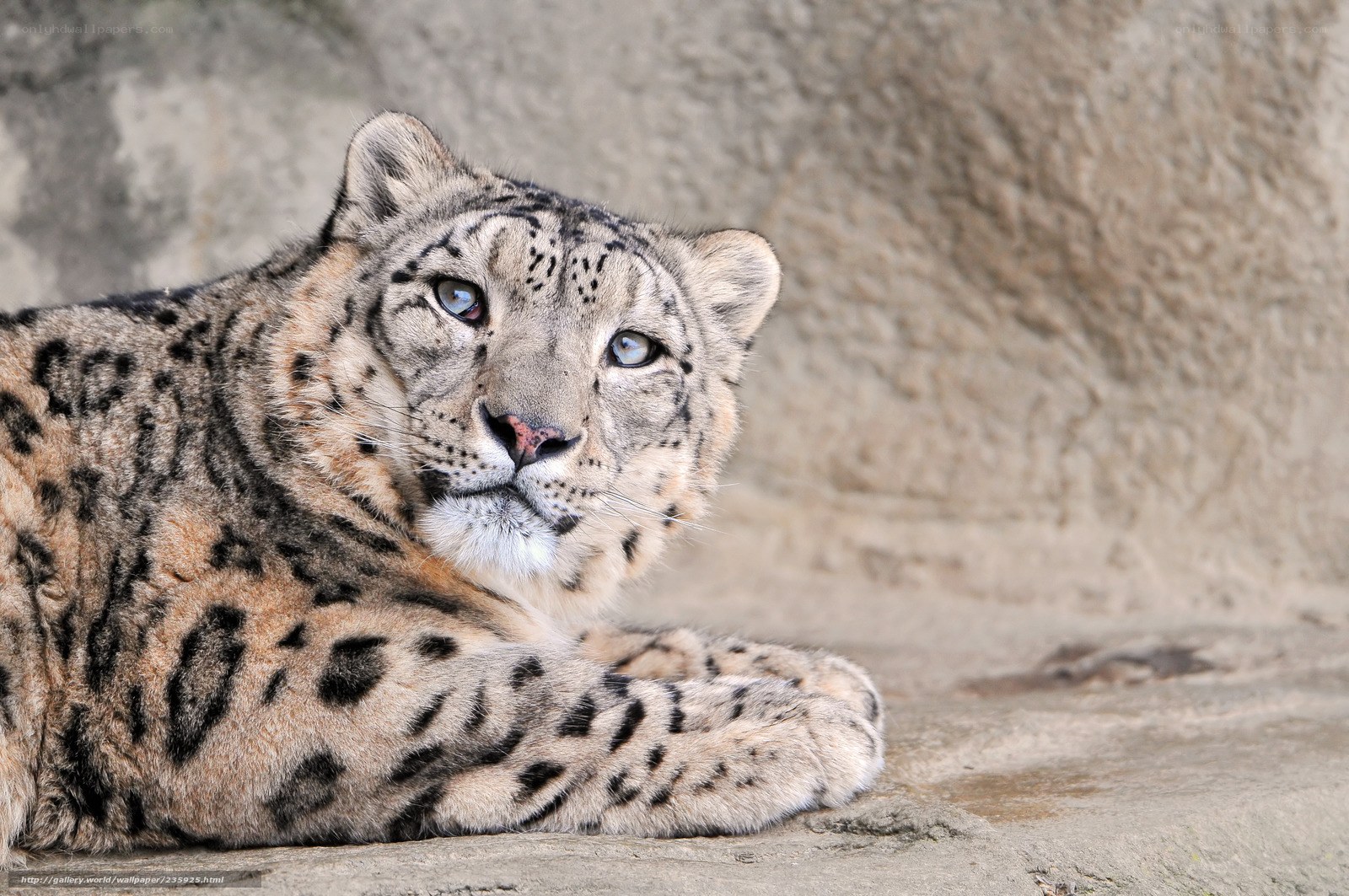 Snow leopard resting on stone