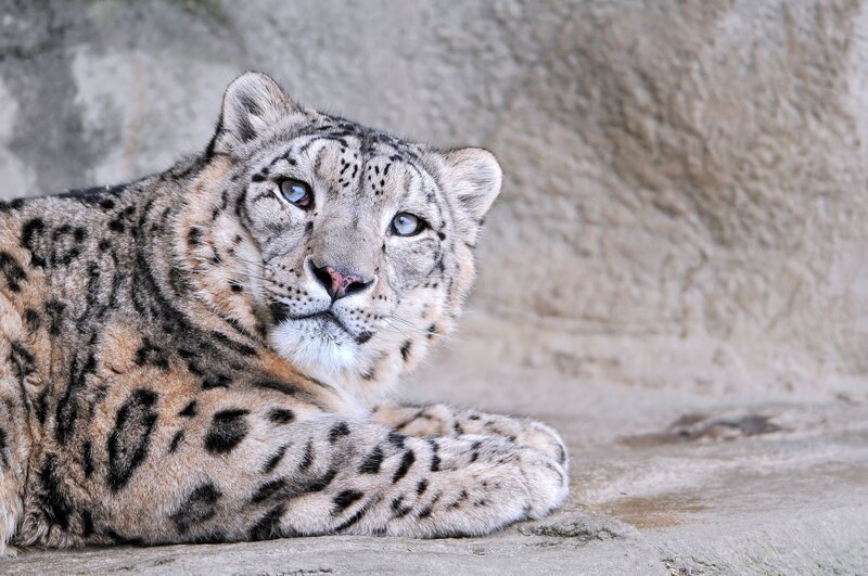 snow leopard resting