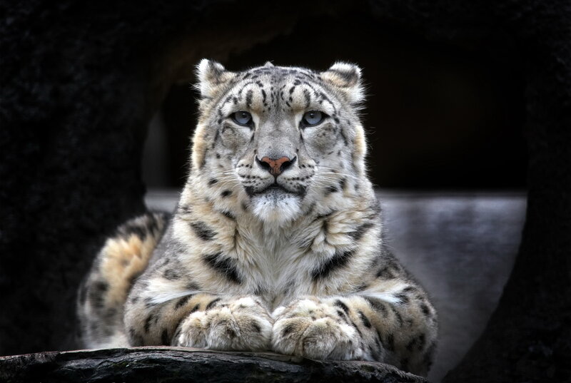 Snow Leopard Resting — White, Calm, Photograph, Rock, Cave