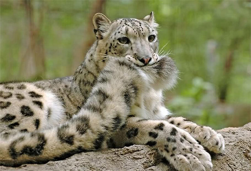 Snow Leopard Resting — White, Calm, Photograph, Rock, Forest