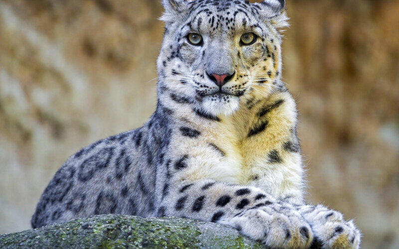 Snow Leopard Resting — White, Calm, Photograph, Rock, Fur