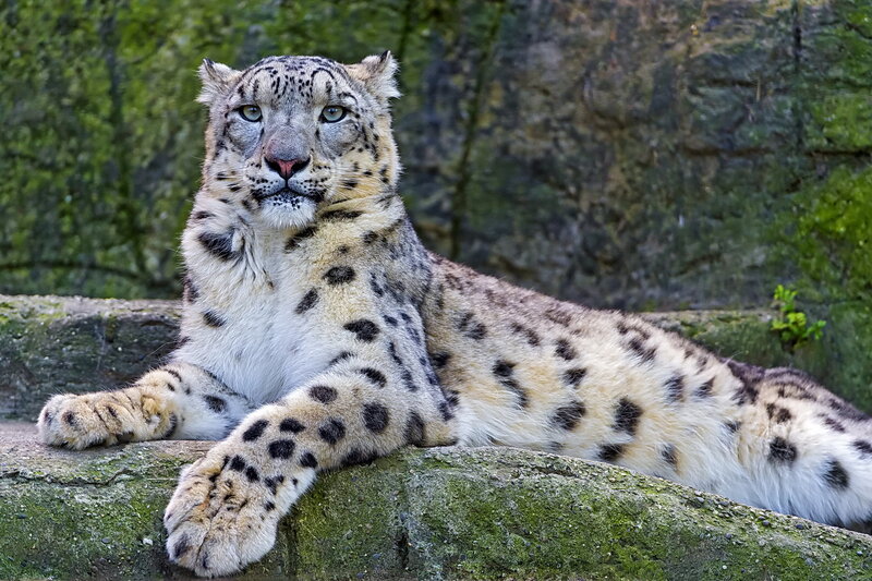 Snow Leopard Resting — White, Calm, Photograph, Rock, Moss