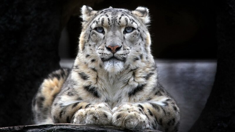 Snow Leopard Resting — White, Calm, Photograph, Rock, Paws