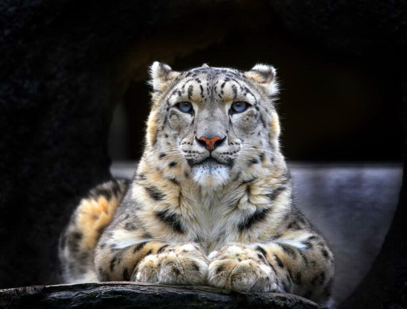 Snow Leopard Resting — White, Calm, Photograph, Rock