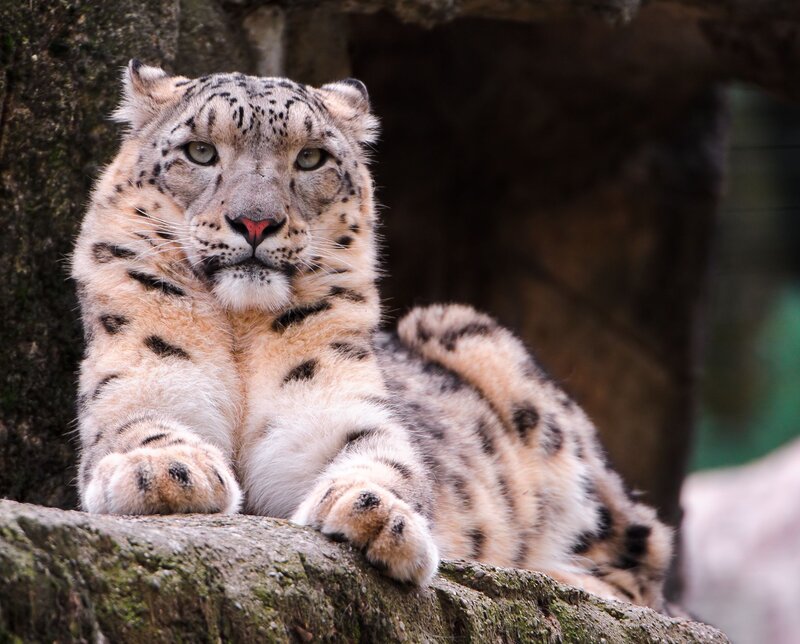 Snow Leopard Resting — White, Calm, Photograph, Rock, Tree Trunk, Gray