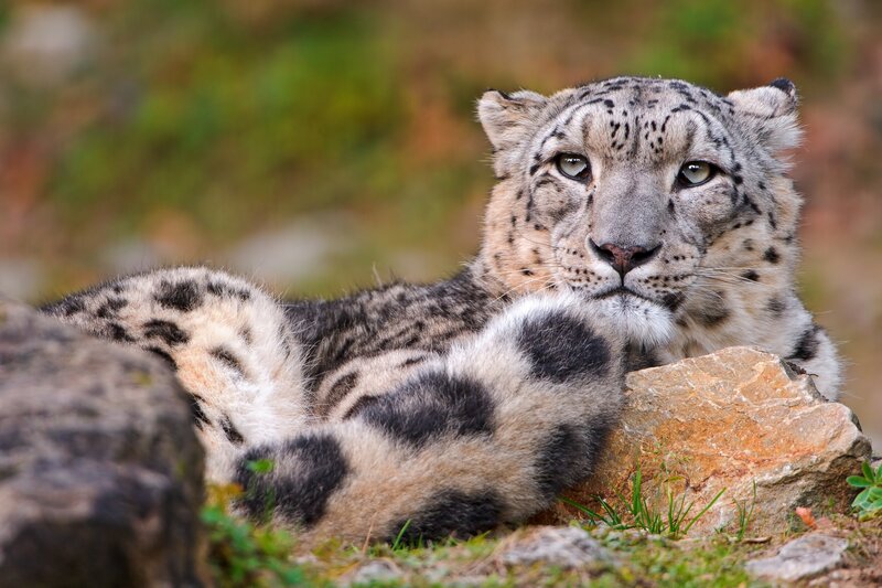 Snow Leopard Resting — White, Calm, Photograph, Rocks, Grass