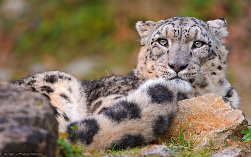 Snow Leopard Resting — White, Calm, Photograph, Rocks